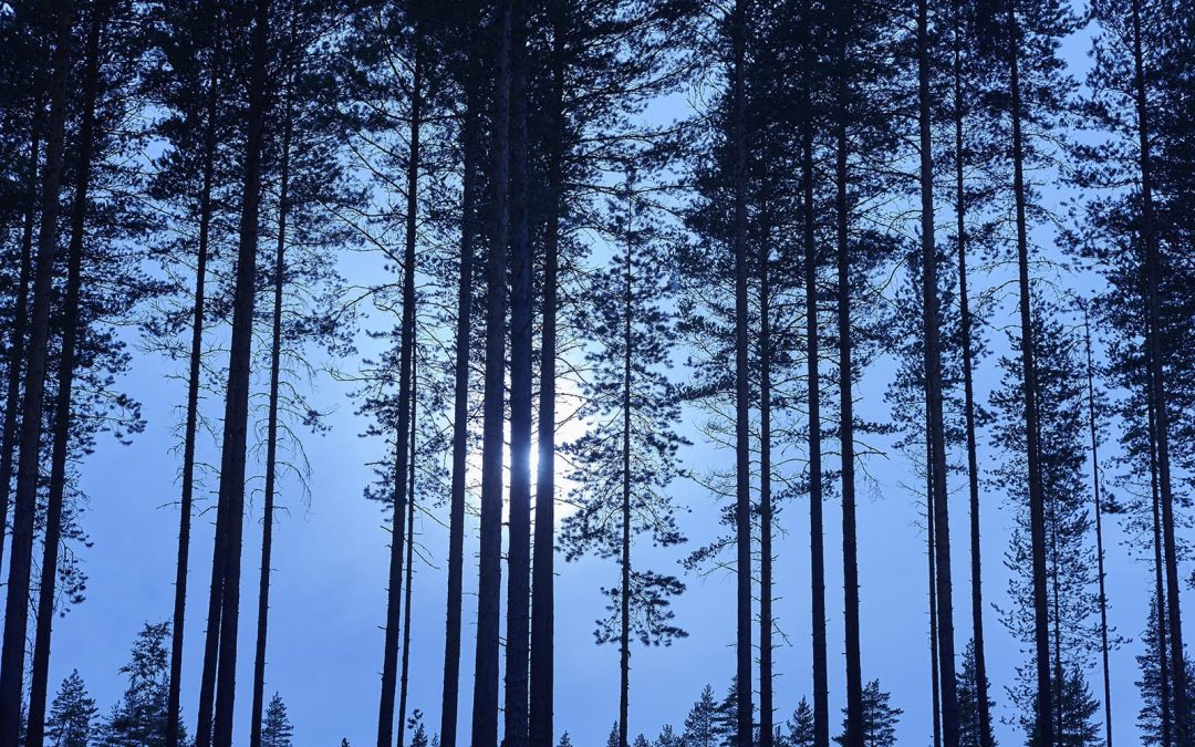 Testiartikkeli