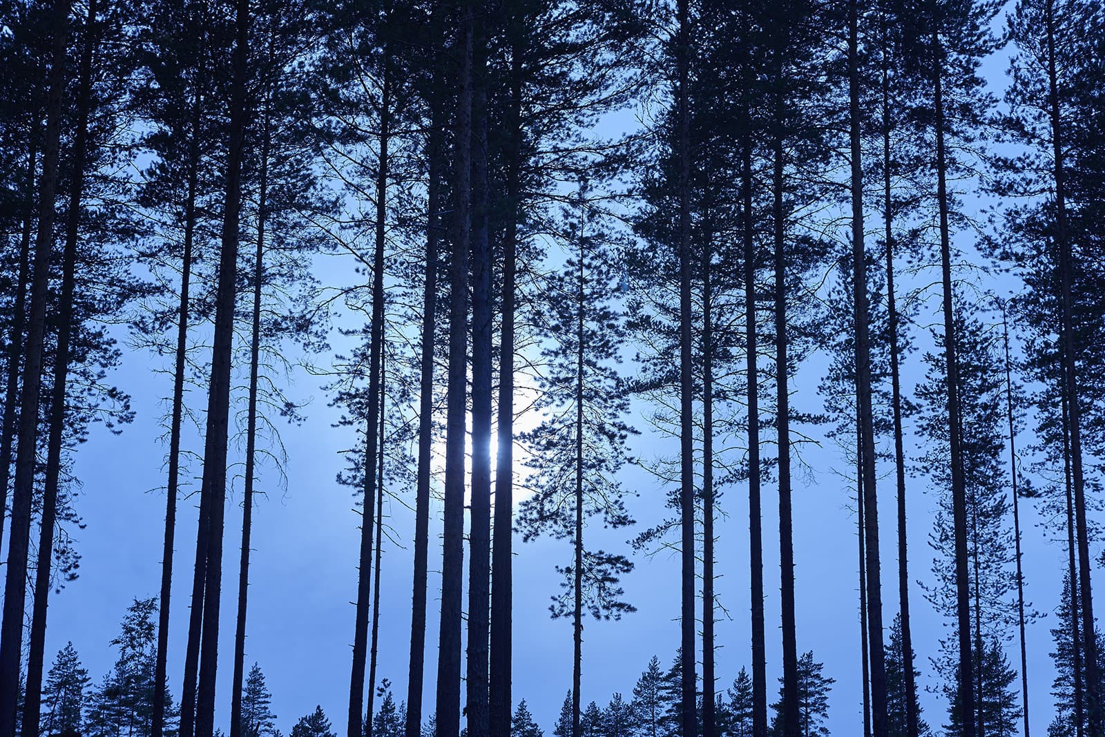 a group of tall trees with the sun shining through them